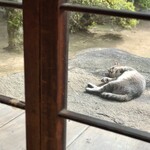 Baisou - 窓の外には猫が