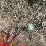 Kaisen Nihonshu Kanzen Koshitsu Izakaya Maguro Bugyou To Kani Daikan - お店を出て少し歩いたところの桜