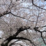 クラブハウスエニ - 満開の桜のトンネルを潜り抜け…
空の青とピンク色の桜がとてもキレイ♡(*´˘`*)