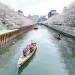 とんかつ檍のカレー屋 いっぺこっぺ - 周辺の川沿いの桜