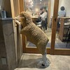 錦糸町ジンギスカン オクノ羊ヤ、