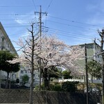 喫茶tton - 洋光台の桜