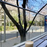 Burikora-Jiyu Buretsudo Ando Kampani Dainingu Kafe - 1番桜が残っていました