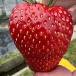 石橋いちご園 - 