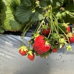 石橋いちご園 - 