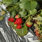 石橋いちご園 - 