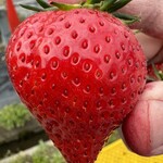 石橋いちご園 - 