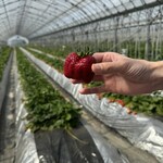 石橋いちご園 - 