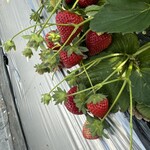 石橋いちご園 - 