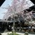 桜珈琲 - その他写真:ほんとに綺麗な桜珈琲の中庭の桜