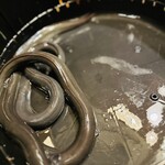 日本料理 梅林 - ウネウネ豊満な鰻