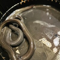 日本料理 梅林 - ウネウネ豊満な鰻