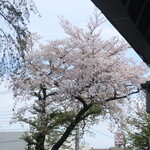ラーメン二郎 - 近くで咲く桜