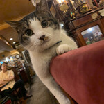 カフェ アルル - 