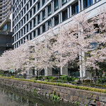 YOTTERIA GAKU - 皇居沿いの満開の桜です