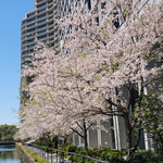 YOTTERIA GAKU - 皇居沿いの満開の桜です