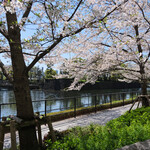 YOTTERIA GAKU - 皇居沿いの満開の桜です