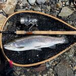 トンカツ 浅井 - 本日の釣果