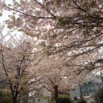 カフェ・ベローチェ - 公園の桜