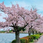 ＲＡＰＳＯＤＩＡ - 千波湖の桜　満開でした♪