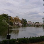 大宮公園1号売店 - 池から桜