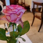 マダム・トキ - テーブルに飾ってあった可愛いバラの花
