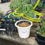 キッチン ブルー グローブ - (おまけ)山野草でも良いな