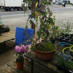 キッチン ブルー グローブ - (おまけ)しだれ桜が良いね