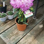 キッチン ブルー グローブ - (おまけ)ブルーアイラピス