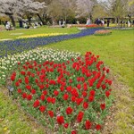 炭焼き大 - 昭和記念公園チューリップ