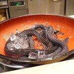 参宮橋 あさや - 氷で活性を落としながら披露させる活き鰻