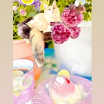 つるおか菓子処　木村屋 - おうちカフェとわが家のメインクーンのめいちゃんです♪