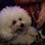 バーリプレイ - その他写真:可愛い看板犬がいてますよ(^0^)