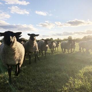 北海道産だから旨い訳じゃない、こだわりの自社農場産サフォーク
