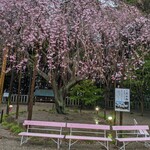 やきとり横丁 - 