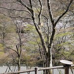 食事処 ムッカ - 桜が満開でした