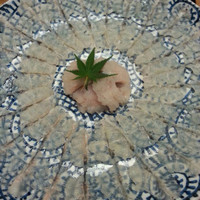 ぎおん 元勢 - 