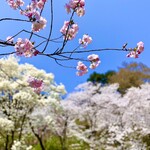 みなと市場 小松鮪専門店 - 大山公園より