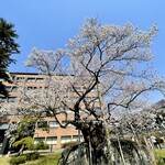 シャトン - 近くにある盛岡市の名所　「石割桜」