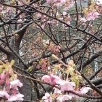 誇宇耶 - 河津桜は3分咲き位？
(2014.2.14撮影)