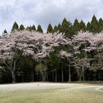 Shin Chiba Kantorikurabu - グリーンが桜の絨毯で覆われていました