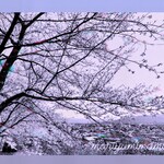 みなと市場 小松鮪専門店 - 大山公園よりノスタルジックな桜