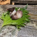 まき田鮨 - 鳥貝