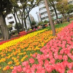 Katsuretsu An Fuzu - 横浜公園のチューリップ