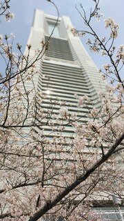 Daiichitei - ランドマークの桜