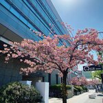 Bistro Lapin - 瑞穂区役所の八重桜は満開でした