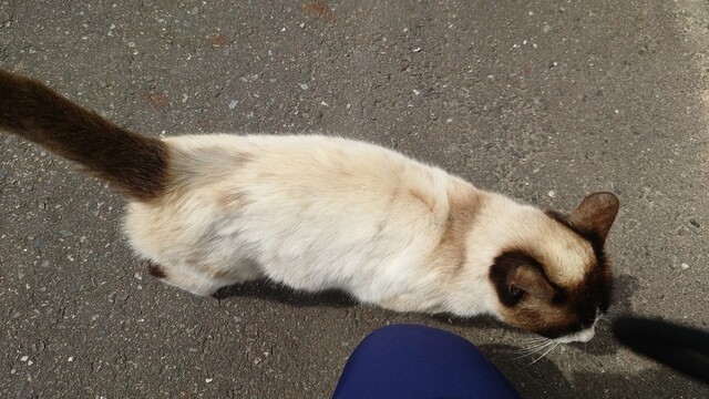 パティスリーカワサイ（P&acirc;tisserie Kawasai） - 陸中山田（ケーキ）の写真