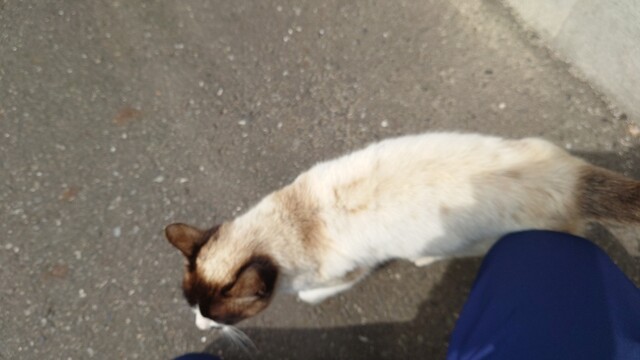 パティスリーカワサイ（P&acirc;tisserie Kawasai） - 陸中山田（ケーキ）の写真