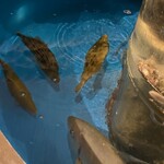 横浜 酒槽 - 店内を泳ぐお魚たち