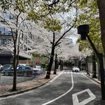 日本料理「雲海」 - インターコンチネンタルのすぐそばの桜の名所。